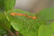 Mating Tiger Crane Flies (Tipulinae Nephrotoma)