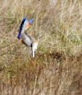 Western Bluebirds (Sialia mexicana) fly catching. Jasper Ridge Nature Preserve, Stanford, CA