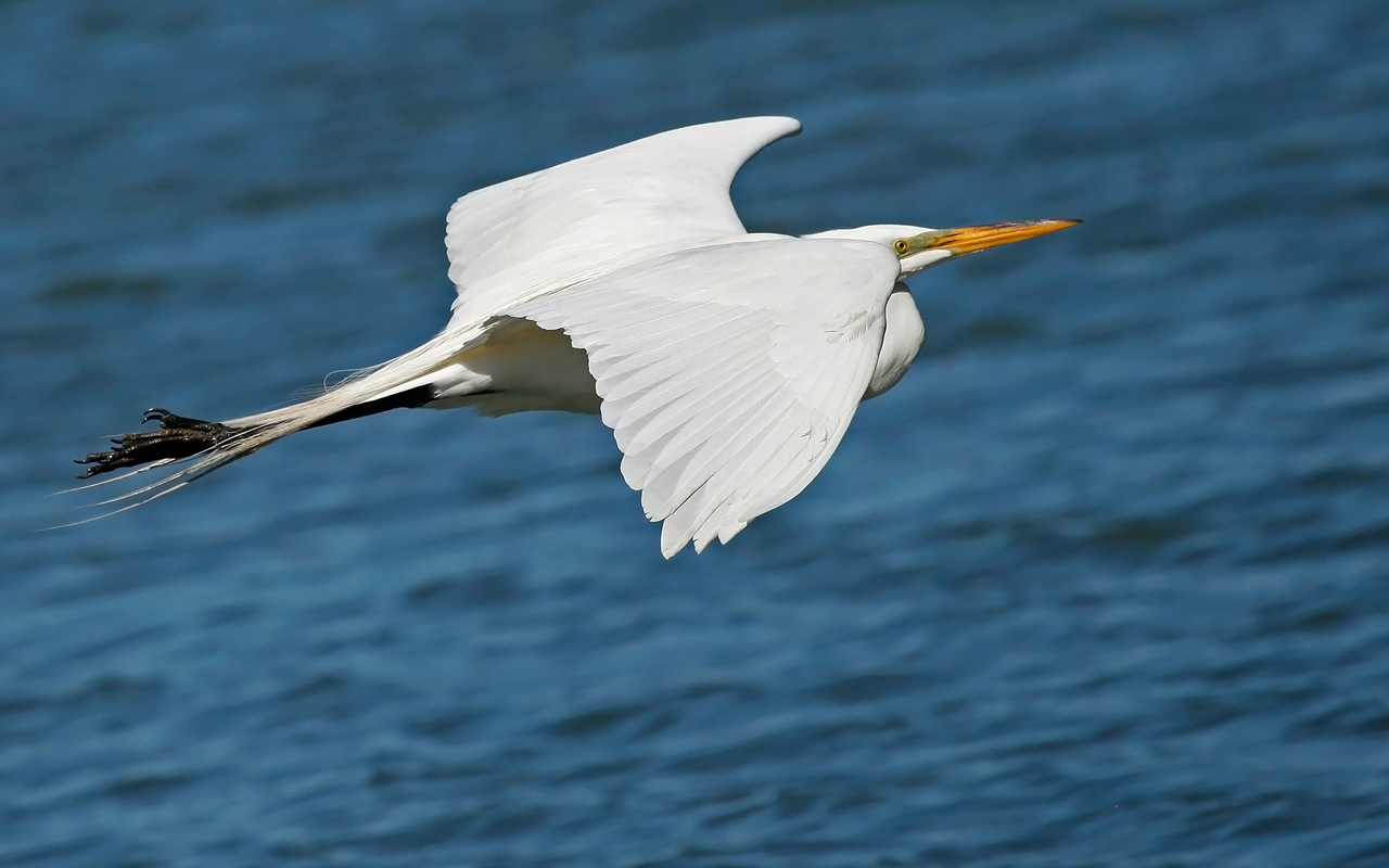 Elegant Snowy Egret Glides Low Over the Water