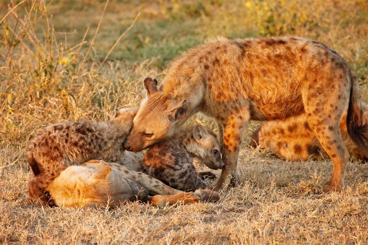 Alpha Male Spotted Hyena(Crocuta crocuta) Nuzzles Young Pups Afectionately After Female Nurses Them