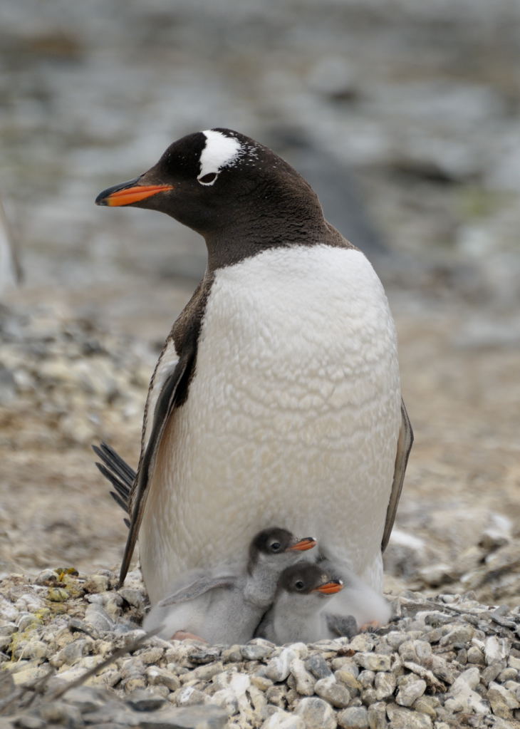 Gentoo penguin (Pygoscelis papua) parent tends to chicks on the nest.