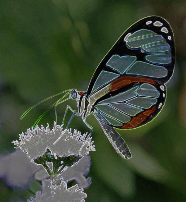 Neon Clearwing Butterfly