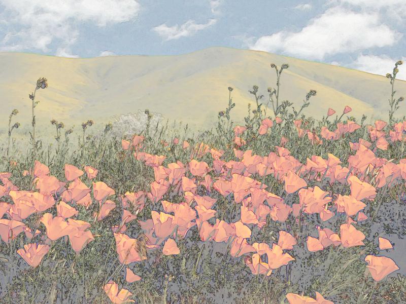 Stylized Poppy Field
