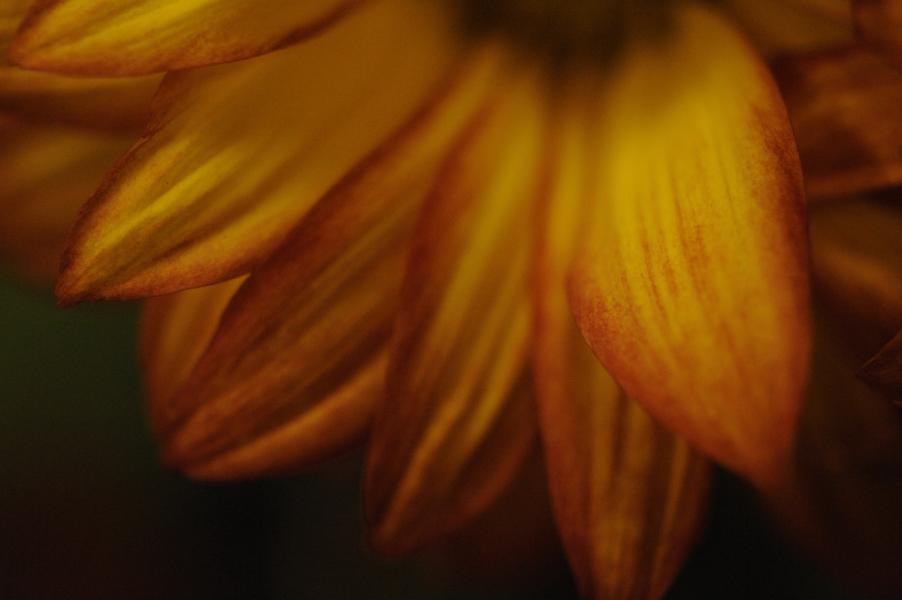 Workshop Macro