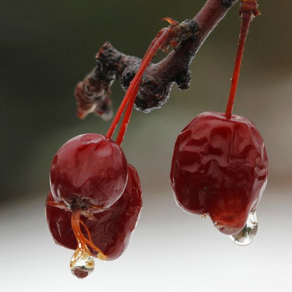 Crab Apples & Raindrops (2)