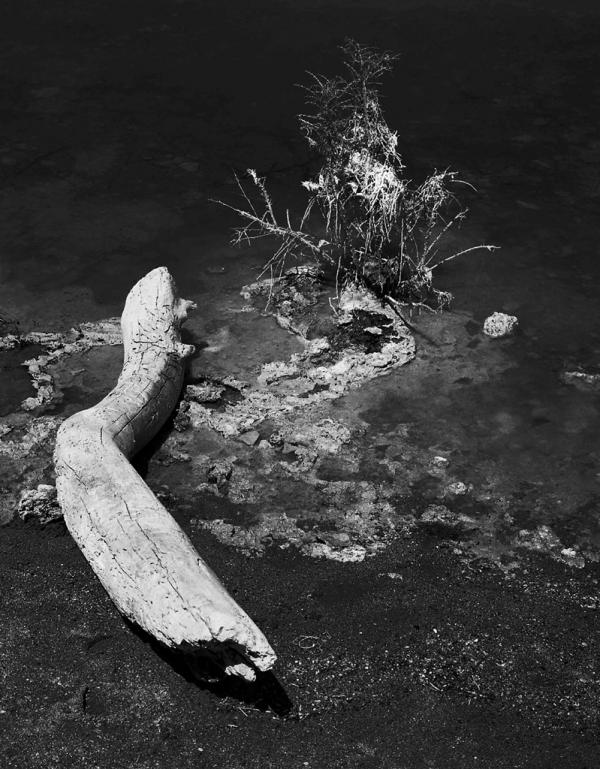 Mono Lake Log
