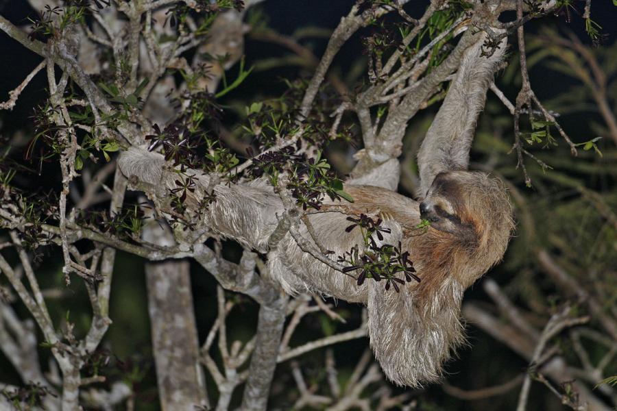 Brown-throated Three-toed Sloth (Bradypus variegatus) Eating in the High Canopy, Panama