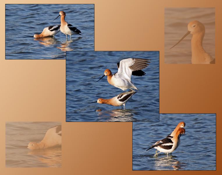 Mating Behavior Male & Female American Avocets