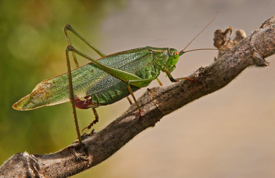 Portrait Female Katydid(Microcentrum) Shows Enlarged Ovipositor Ready to Lay Eggs