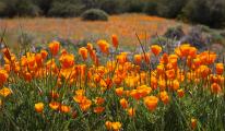 California Poppies