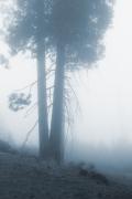 Misty Tree