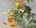 Female Slaty Flowerpiercer (Diglossa plumbea) Holds Flower With Upper Bill, Pierces With Lower Bill,
