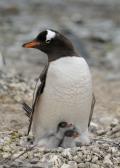 Gentoo penguin (Pygoscelis papua) parent tends to chicks on the nest.