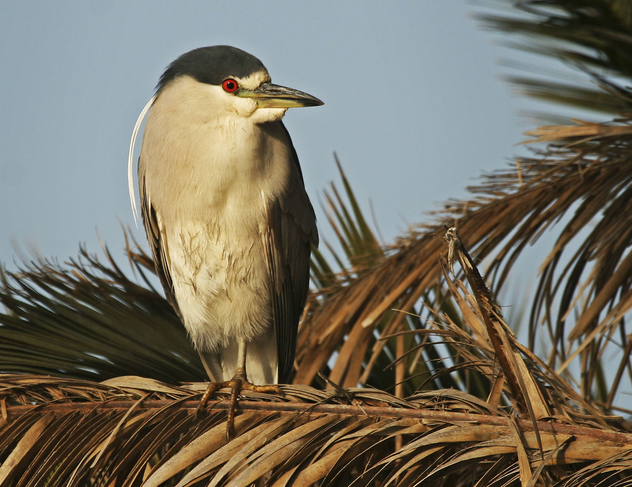 Black Crowned Night Heron Watches from Nesting Tree (Nycticorax nycticorax)
