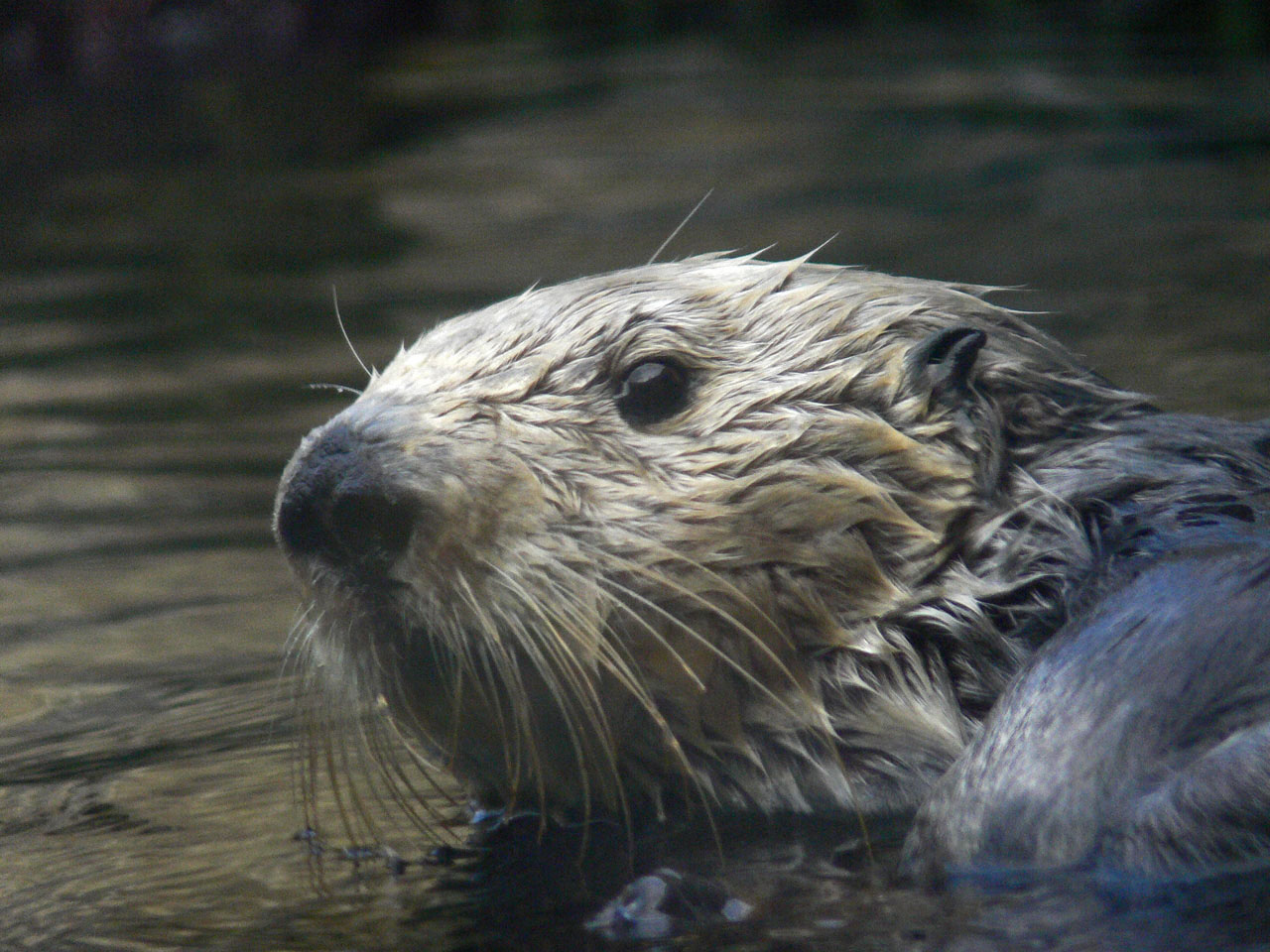 Portrait of an Otter