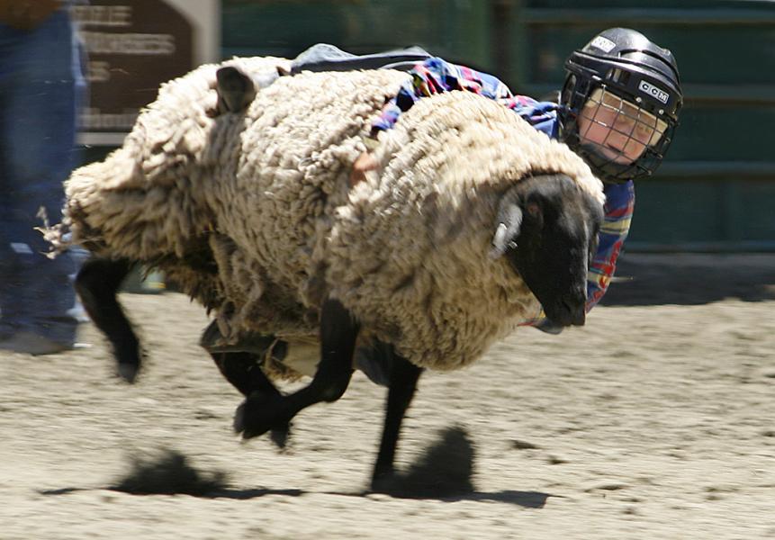 Mutton Bustin at the Rodeo