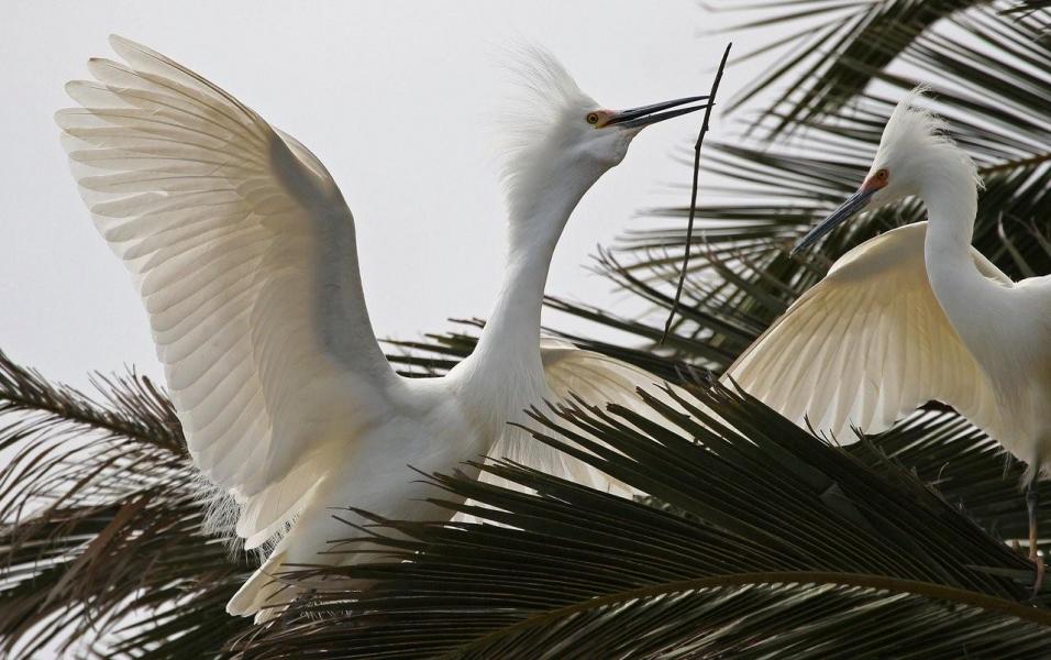 Snowy Egret Egreta thula Passing Stick for Nest