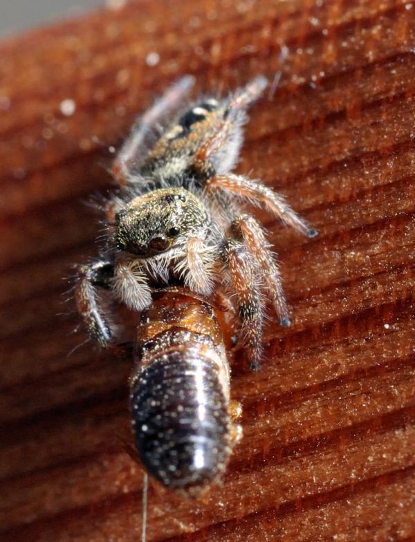 Jumping Spider eating termite