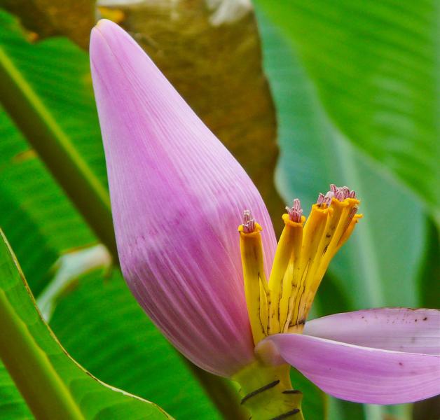 Musa ornata Ornamental Banana detail. A pink bract curls back to expose yellow flowers that will mat