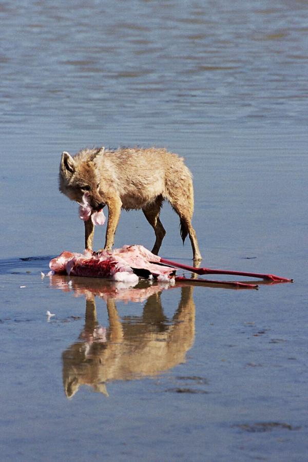 Golden Jackal (Canis aureus) Scanvenges Dead Flamingo, Tanzania
