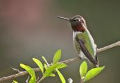 Aggressive Male Annas HummingbirdCalypte anna Checks for other Hummers in His Territory