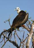 Juvenile Frigate Bird