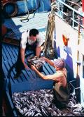 Unloading the catch Peniche Portugal