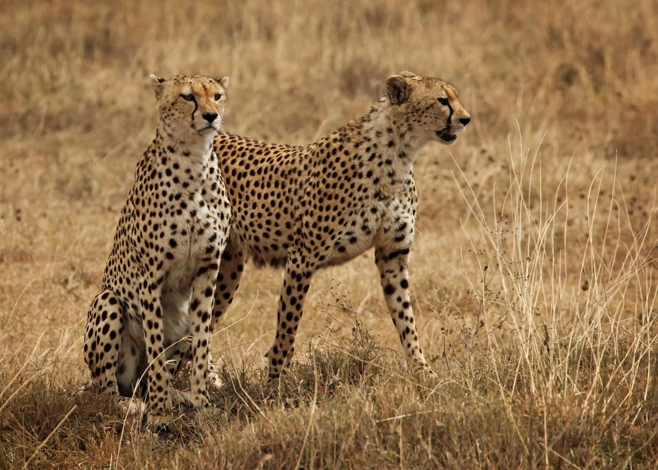 Two Male Cheetah's Hunt Together