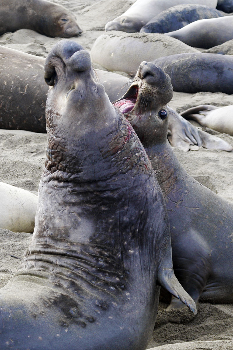 Bull Elephant Seals bloodied in Battle over Breeding Rights (Mirounga angustirodtris)