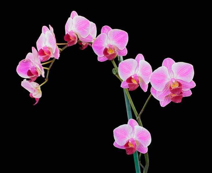 Pink Orchids