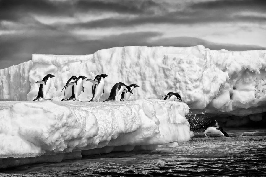 Adelies line up to take the plunge