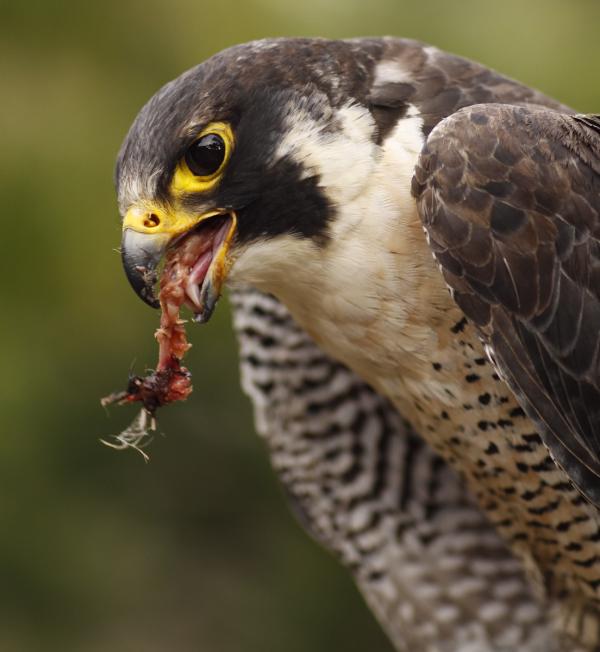 Profile of a Peregrine Falcon Feeding