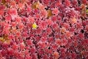 Sphagnum mosses form colorful carpet in peat bog