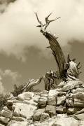 Ancient Bristlecone Pine Still Reaching for the Clouds