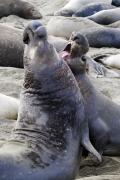 Bull Elephant Seals bloodied in Battle over Breeding Rights (Mirounga angustirodtris)