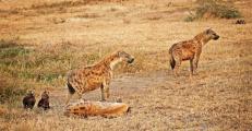 Alpha Male& Female Hyennas Guard Rarely seen 2 wk old Pups Out of Den(Crocuta crocuta)