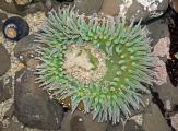 Rarely Seen-Spawning Giant Green Anemon(Anthopleura xanthogrammica)Fitzgerald Marine Reserve