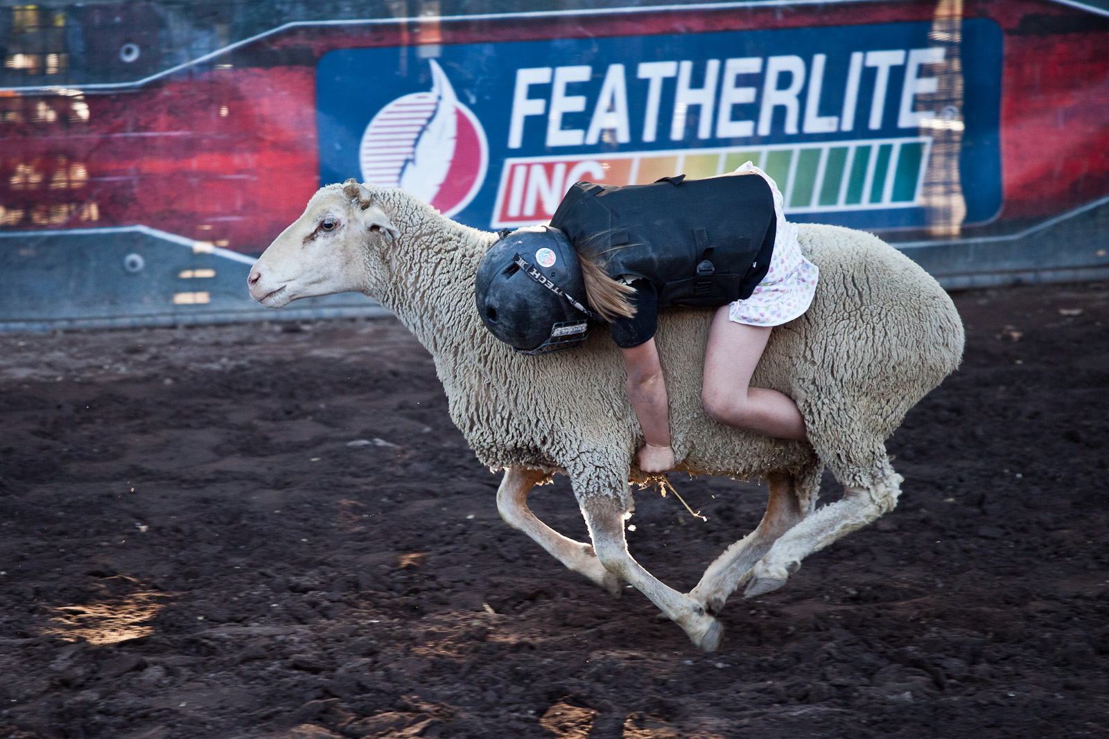 Little Girl Hangs on in Sheep Riding Rodeo at Alameda County Fair