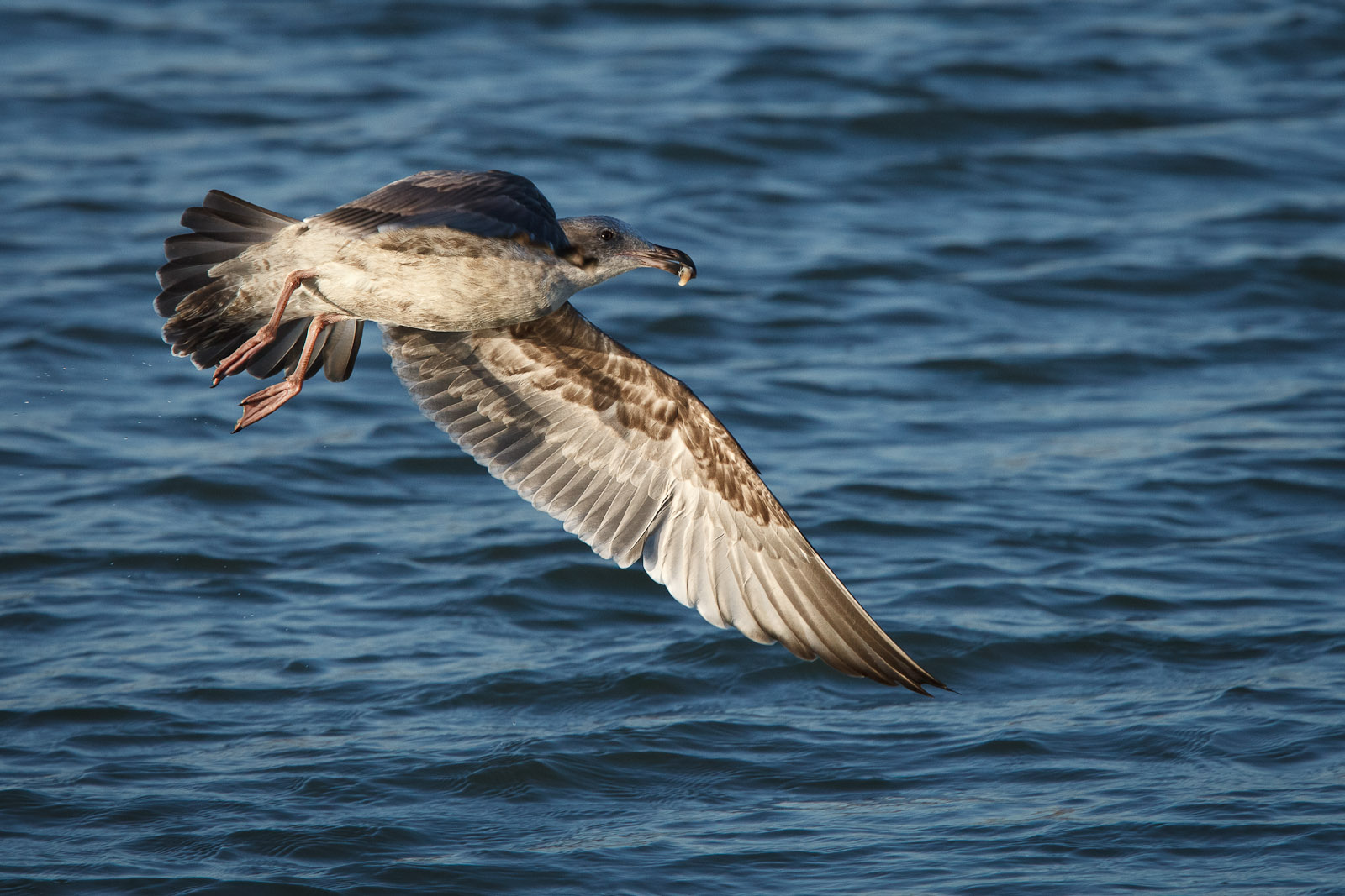 Juvenile Western Gull (Larus occidentalis) catches shrimp in Elk Horn Slough