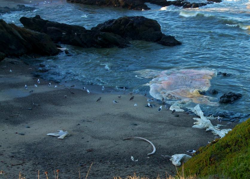 Remains of the Blue Whale in Bean Hallow-Belly, Guts and Bones