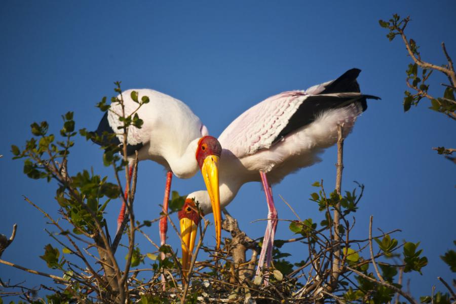 The Yellow beak Stocks making their nest in  Okavango Delta, Botswana