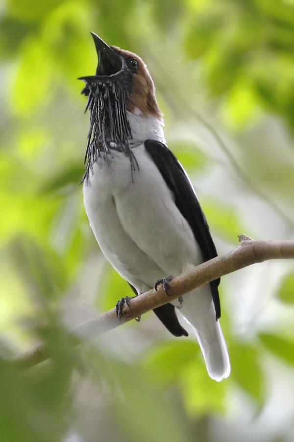Bearded Bellbird (Procnias averano carnobarba) Calls to Attract Mate, Asa Wright Nature Center, Trin