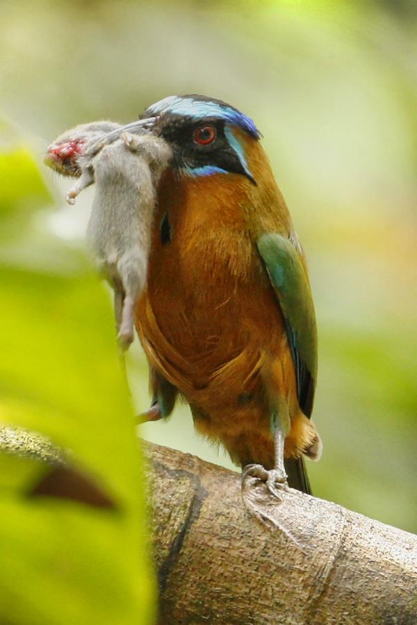 Trinidad Motmot (Momotus momota bahamensis) with Mouse