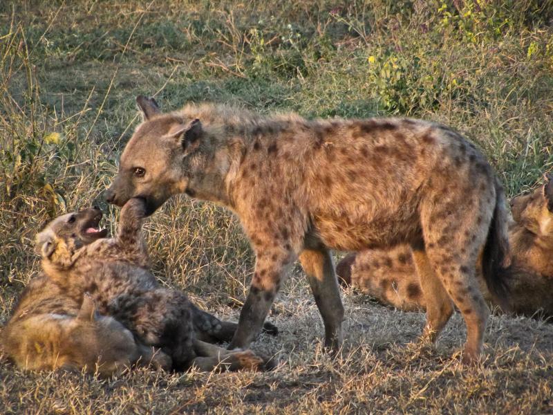 Spotted Hyena (Crocuta crocuta) plays with cub