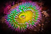 Neon Anemone