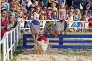 The Last Hurdle at Alameda County Fair