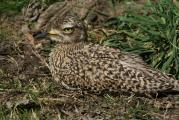 Camouflaged African Cape Thick-Knee