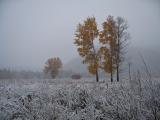 Autumn Snowfall