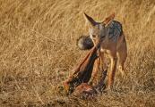 Silver-backed Jackal Eats leftovers from Lion Kill (Canis mesomelas),Tanzania