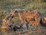 Spotted Hyena (Crocuta crocuta) plays with cub